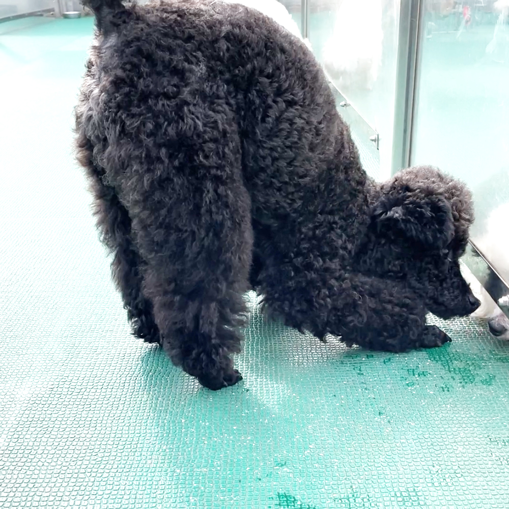 ダニエル、里親さんのお迎え☆